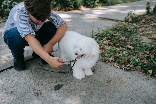 Boys and a Dog Homemaking Homeschooling Tips for Busy Folks