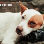 Side Eye Dog
