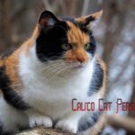 Calico Cat Personality