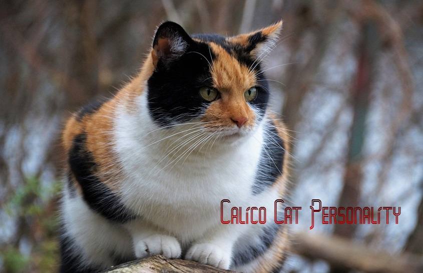 Calico Cat Personality