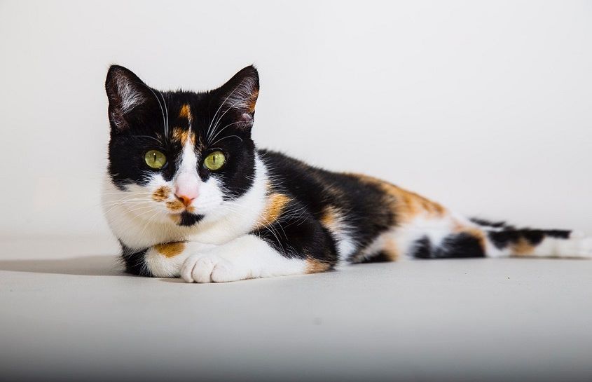 Calico Cat Personality