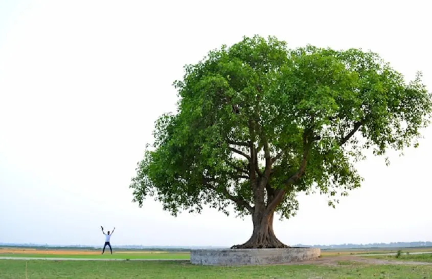 Health Threetrees Com VN